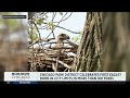 Chicago Park District holding contest to name newly hatched eaglet