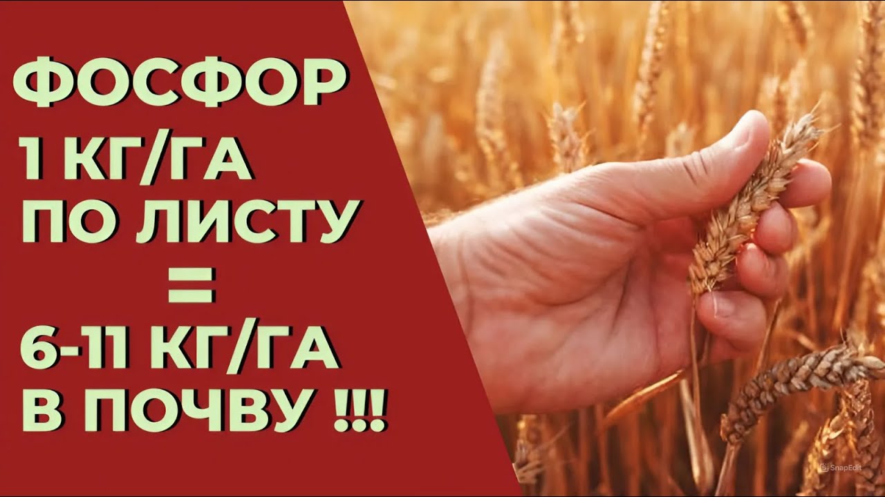 Фосфорные листовые подкорки. Сколько и Когда вносить фосфор по листу? Фосфорные удобрения