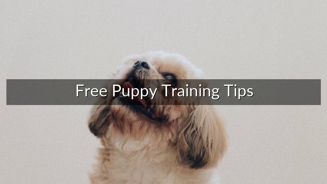 Free Puppy Training Tips YouTube