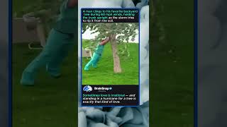 Man Versus Storm For One Tree