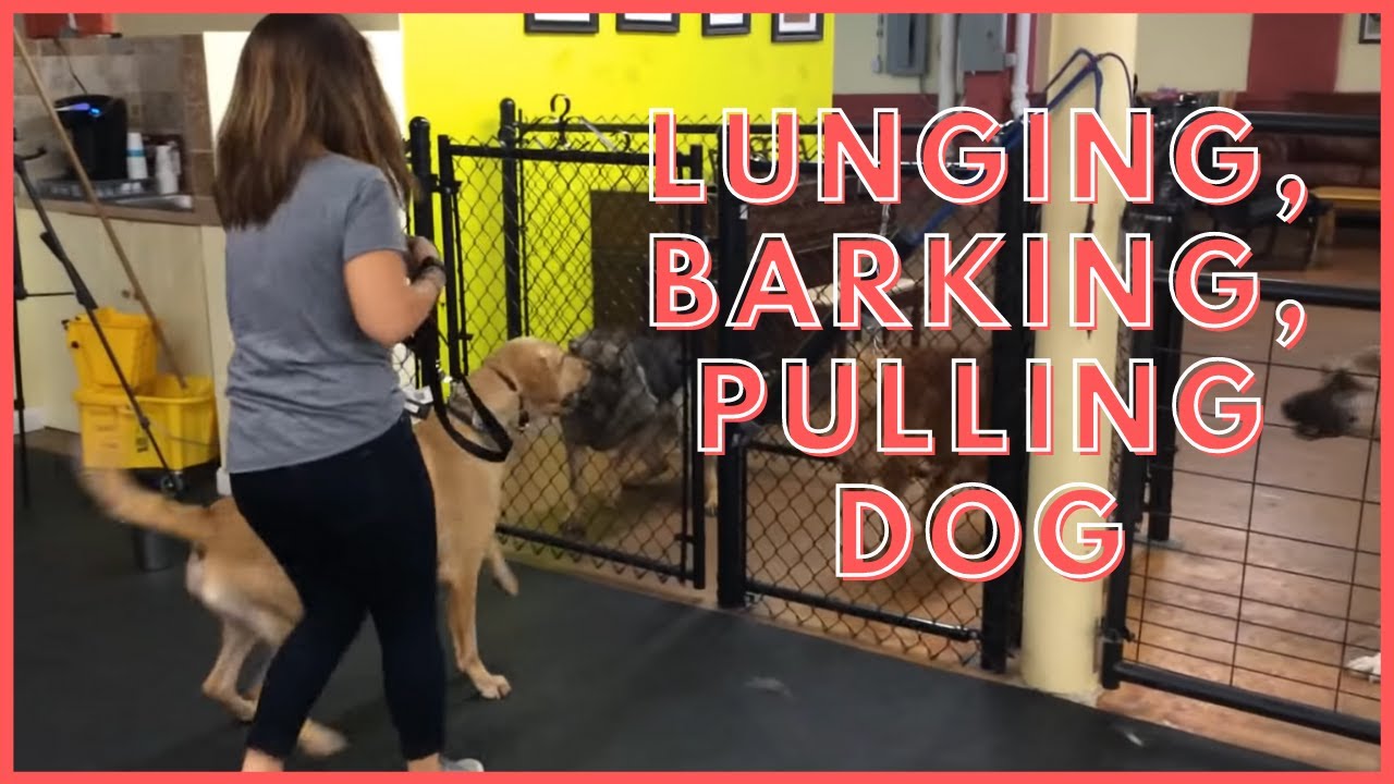 dog trainer in delhi Lunging, Barking, Pulling Dog rehab How To Dog Training Tyga