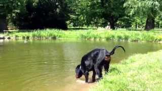 Alotria, Duck And Suddenly Swimming