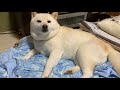 地震があったので一応首輪をつけられたが、睡魔に負けて気にせず爆睡する柴犬