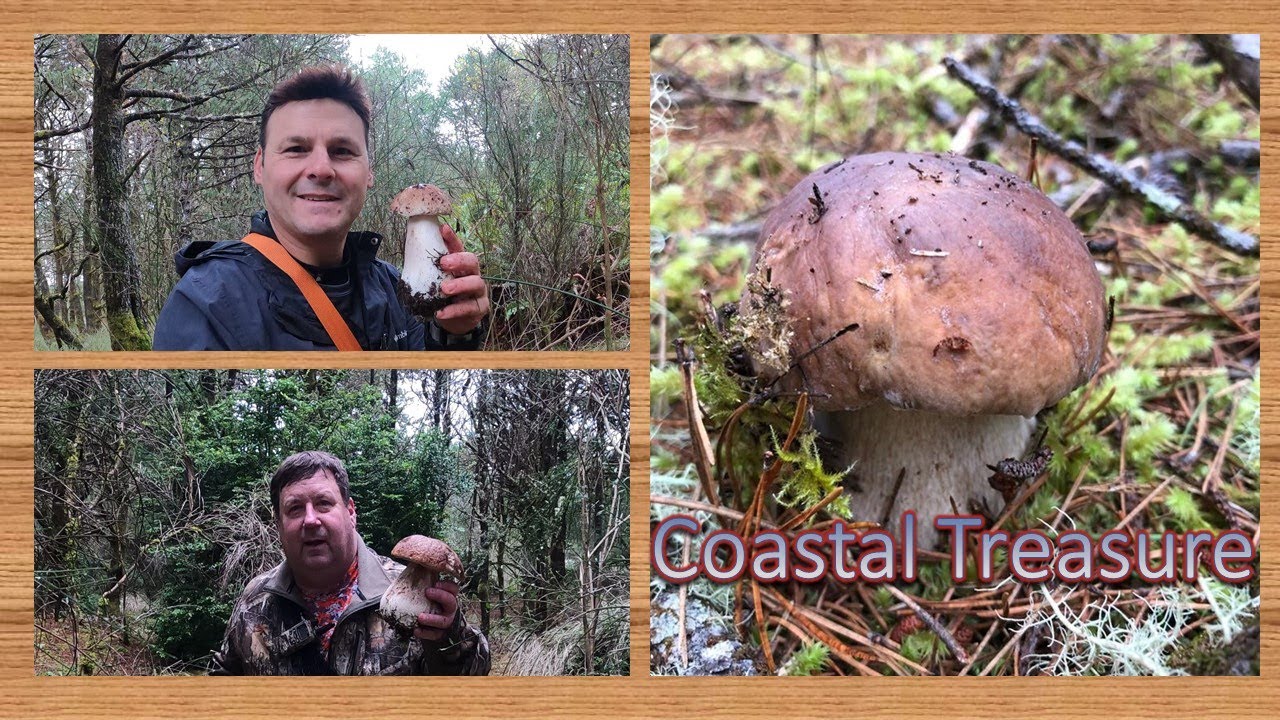 Mushroom Hunting Porcini and Chanterelles YouTube