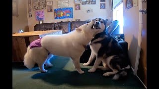 Funny Dogs | Surveillance Video