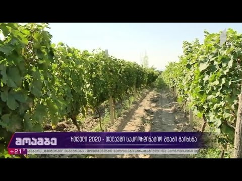 რთველი 2020 -  თელავში საკოორდინაციო შტაბი გაიხსნა