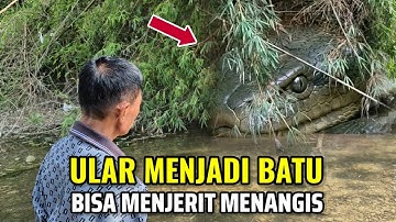 Lagi Viral.! Manusia Ular Bertapa Menjadi Batu Bisa Menjerit