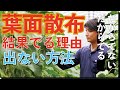 葉面散布の効率の良さって半端ないのに結果出ない理由【農業 収益UP】