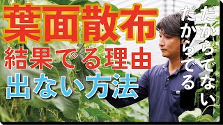 葉面散布の効率の良さって半端ないのに結果出ない理由【農業 収益UP】