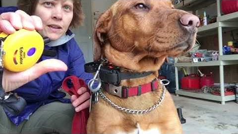 STAT K9 Training How to find your dog