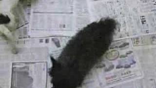 Dozens Of Dead Dogs Found At Woman's House