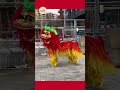 Liondance Lunarnewyear Chinesenewyear Yearofthedragon Northernlion Liondance Lunarnewyear Chinesenewyear Yearofthedragon Northernlion