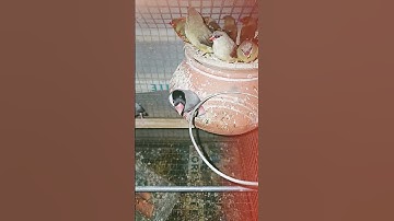 Java Finches #javafinchbird #javafinches #javabird