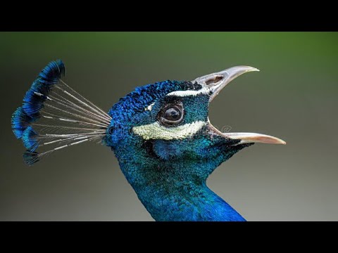 Peacock Sounds - Noises