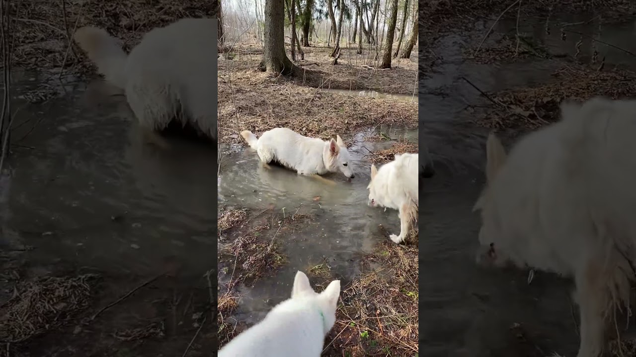 +23С и у Оливы спа-процедуры 😀 Отдых после щенков