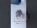 She’s all about love #puppy #dog #americanbully #funnyvideo #funnyshorts #fyp #roblox #minecraft