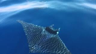 Mobula mobular by Oceanomare Delphis 13,813 views 8 years ago 1 minute, 57 seconds