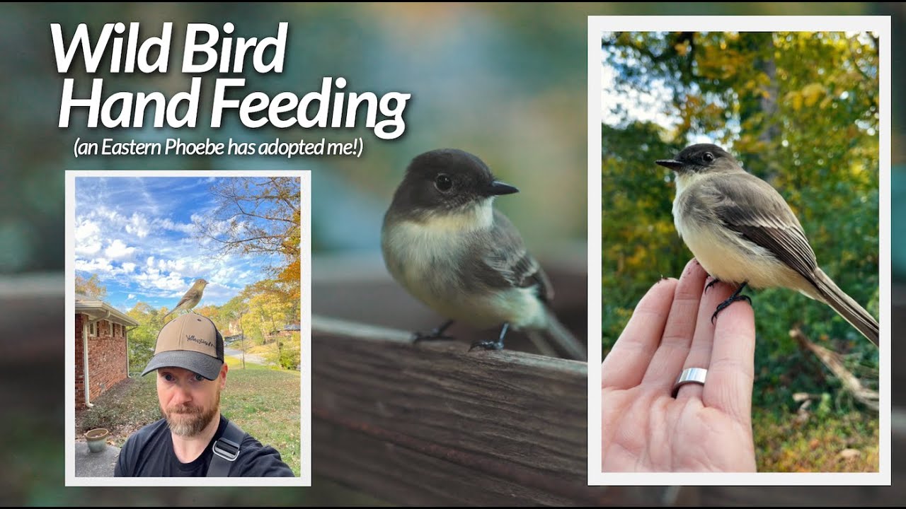 Hand Feeding a Wild Bird // an Eastern Phoebe adopted me!
