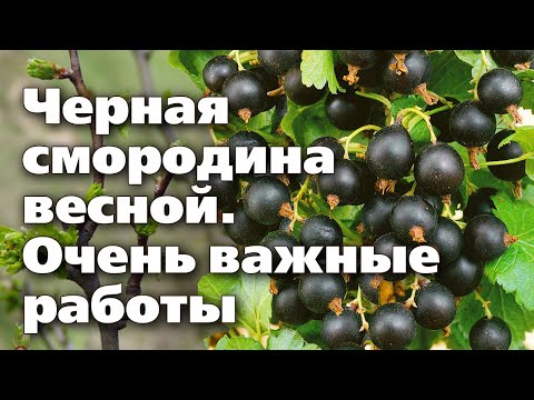 Уход За Черной Смородины Весной. Потрудитесь Ради Урожаев!