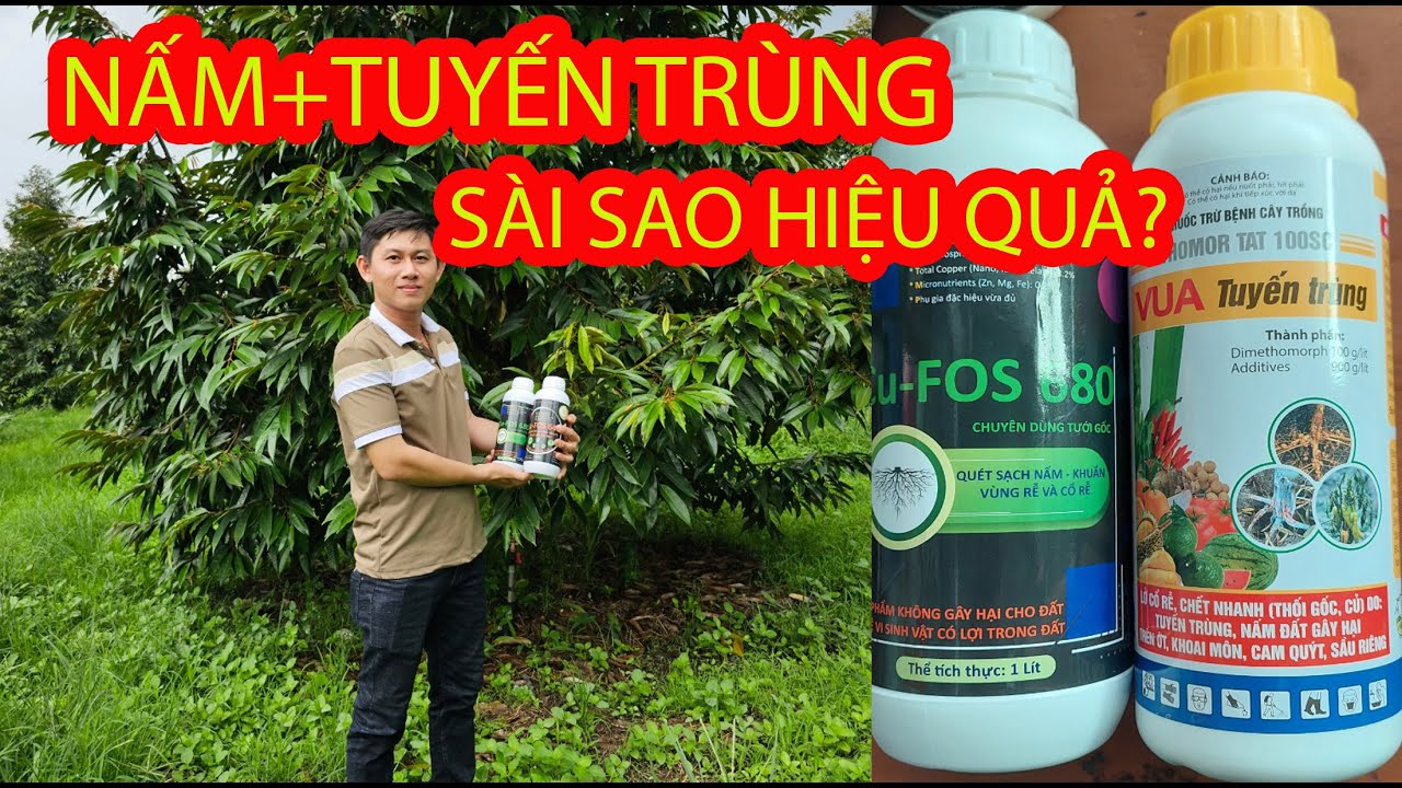 Hướng dẫn chi tiết cách xử lí NẤM-TUYẾN TRÙNG trên sầu riêng trong mùa mưa và sau thu hoạch.