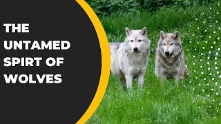 Wild Strength: The Untamed Spirit of Wolves – A DeeperLlook
