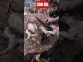 Chicken cutting #shorts #shortsvideos