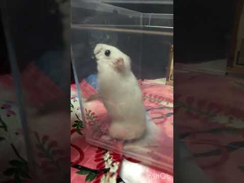 【天使美羽】のみーちゃω꒰ ՞•ﻌ•՞ ꒱❣️✨【ハムスター】