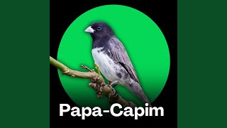 Papa Capim - Tui Tui Natural screenshot 4