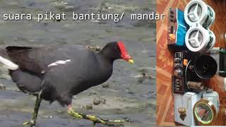 Suara pikat super burung  bantiung/mandar tatah ibak