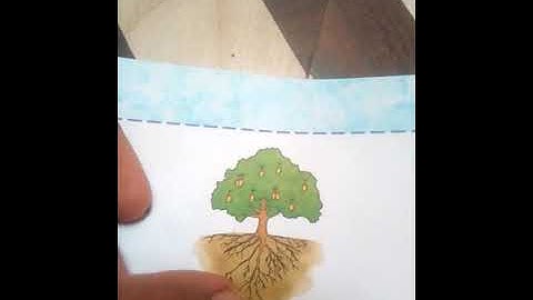 EVS CLASS 4 CHAPTER 5 Plants around us