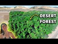 How this woman transformed desert into lush forest