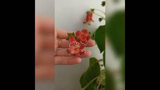 цветок колерия #домашниерастения