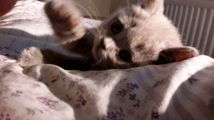 Video 744281: british shorthair lilac, british kitten, sweet british, cattery calmcat