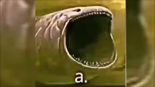 A diyen Köpekbalığı | Shark saying A Resimi