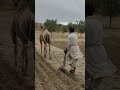 الفلاح والجمل في عمل الزراعة 
