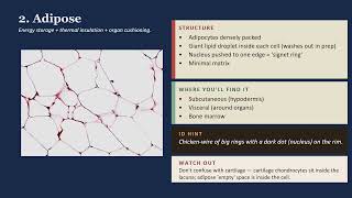 Loose Connective Tissues