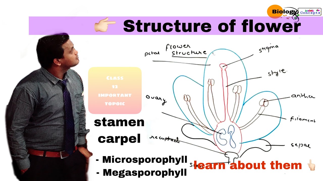 Structure of flower , stamen , carpel , microsporophyl and