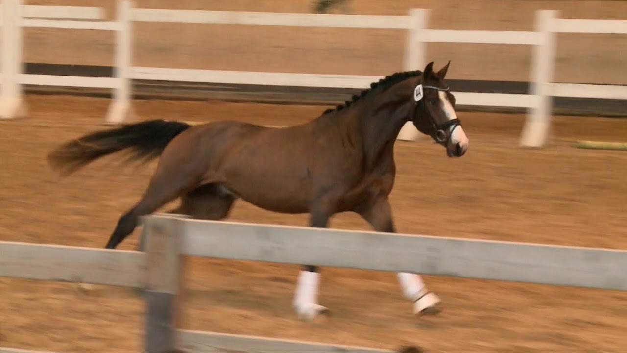 KN 70: Johnson x Wolkentanz I