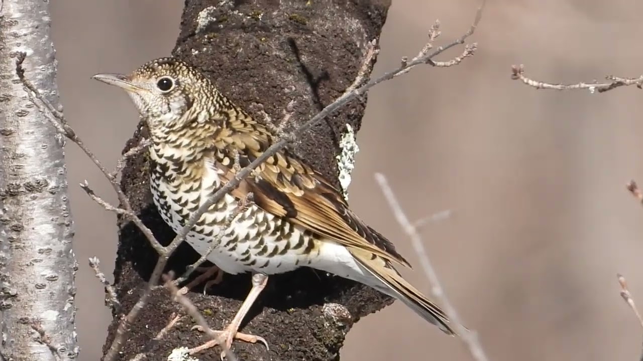 トラツグミ|スモールズー（生き物Web図鑑）