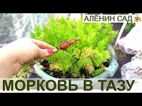 Видео: Уход за морковью в горшках - Как выращивать морковь в домашних условиях