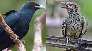 Asian Koel bird sound Male & Female | Asian Koel eating | Koyal bird singing sound | Cuckoo song