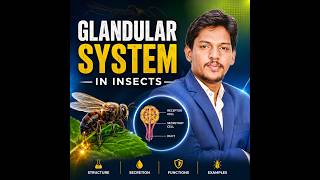 Glandular system in Insect