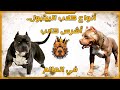 5 أنواع كلاب البيتبول أشرس كلاب في العالم 