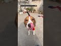 Mowgli ji’s swag #mowgli #beaglepuppy #beagle #dogshorts #doglove #swagg #dogstraining