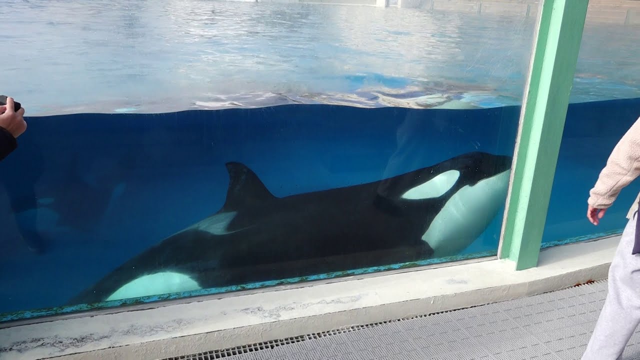 常連さんと遊ぶルーナちゃん 朝のシャチファミリー 鴨川シーワールドにて 21年1月日 Youtube
