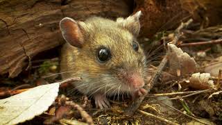 Cat TV 🐭 Gentle Mouse Movement | Calm Play for Cats screenshot 5