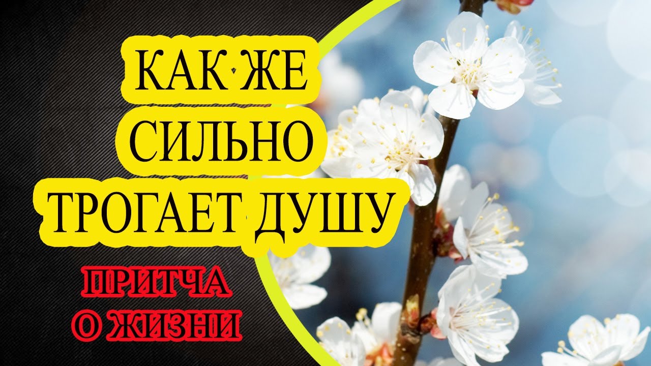 Притча яблоня. Притча яблоня