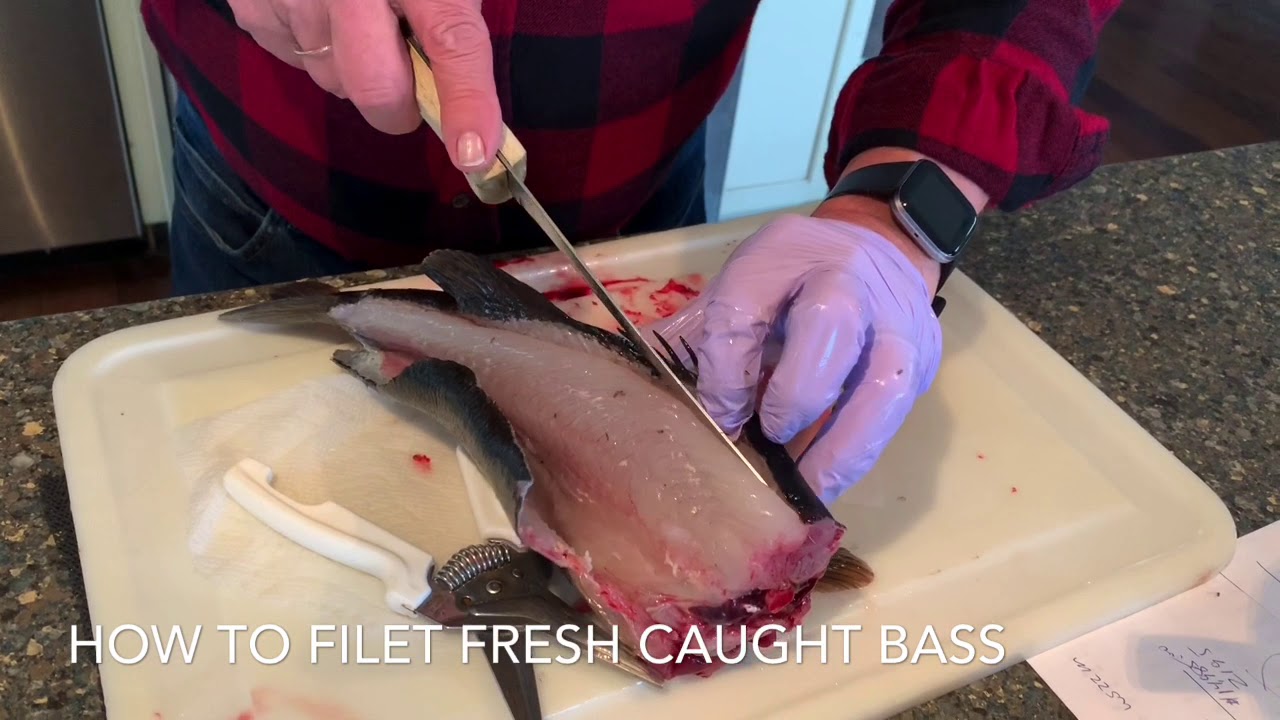 How to filet fresh caught fish YouTube