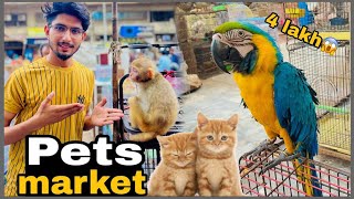 5 LAKH KA MACCOW PARROT😱😨||PETS MARKET MAIN MONKEY PASND AGAYA😃🥰#petsmarket