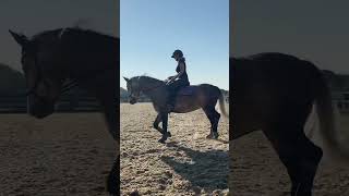 Taylor Swift And Horses